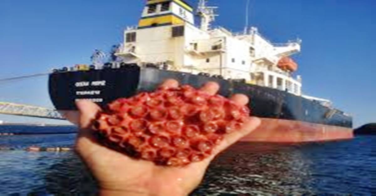 Justiça de Sergipe dá ultimato para Petrobras acabar com coral-sol nas plataformas do estado