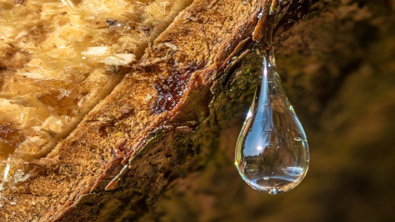 resina - Petróleo - substituir petróleo - pesquisadores