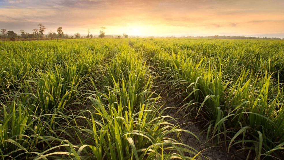 Cañaveral fuente de Etanol para hidrógeno verde