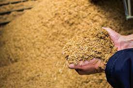 SC - usina - cascas de arroz - energia limpa - energia renovável