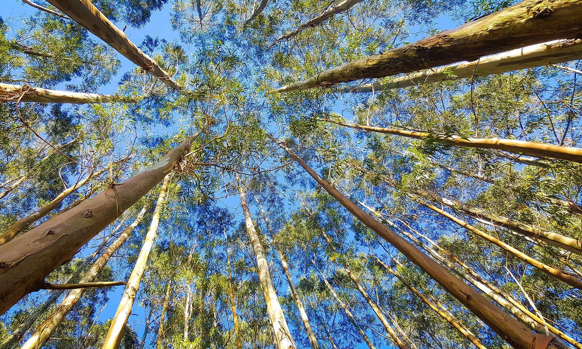 Celulose; energia; consumo