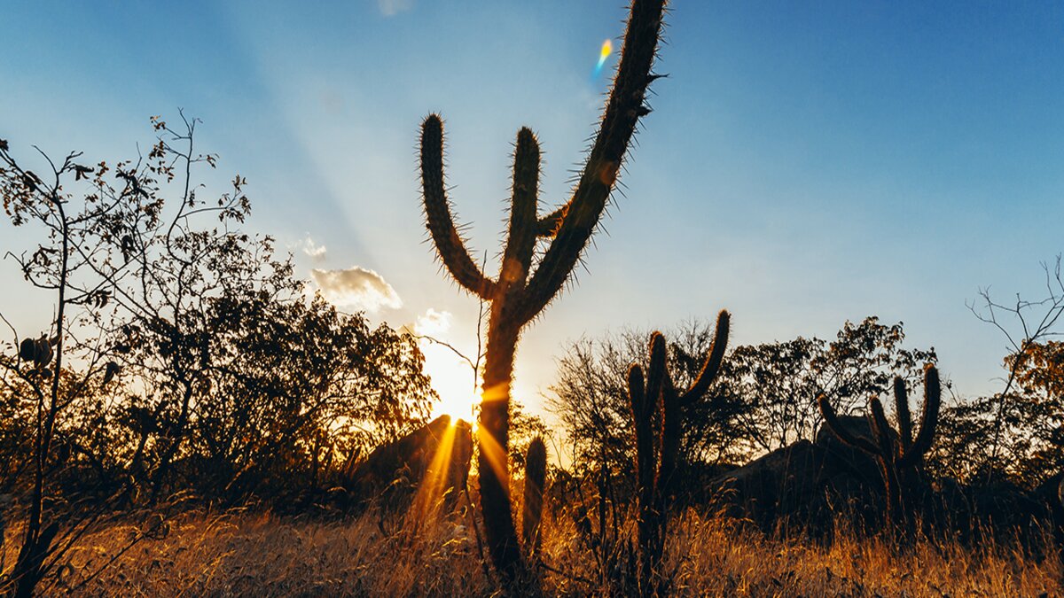 Com o levantamento do estoque do recurso para o desenvolvimento de créditos de carbono, os produtores rurais da Caatinga poderão colocar em prática a criação desse mercado e atrair mais investimentos para o crescimento da economia nordestina.