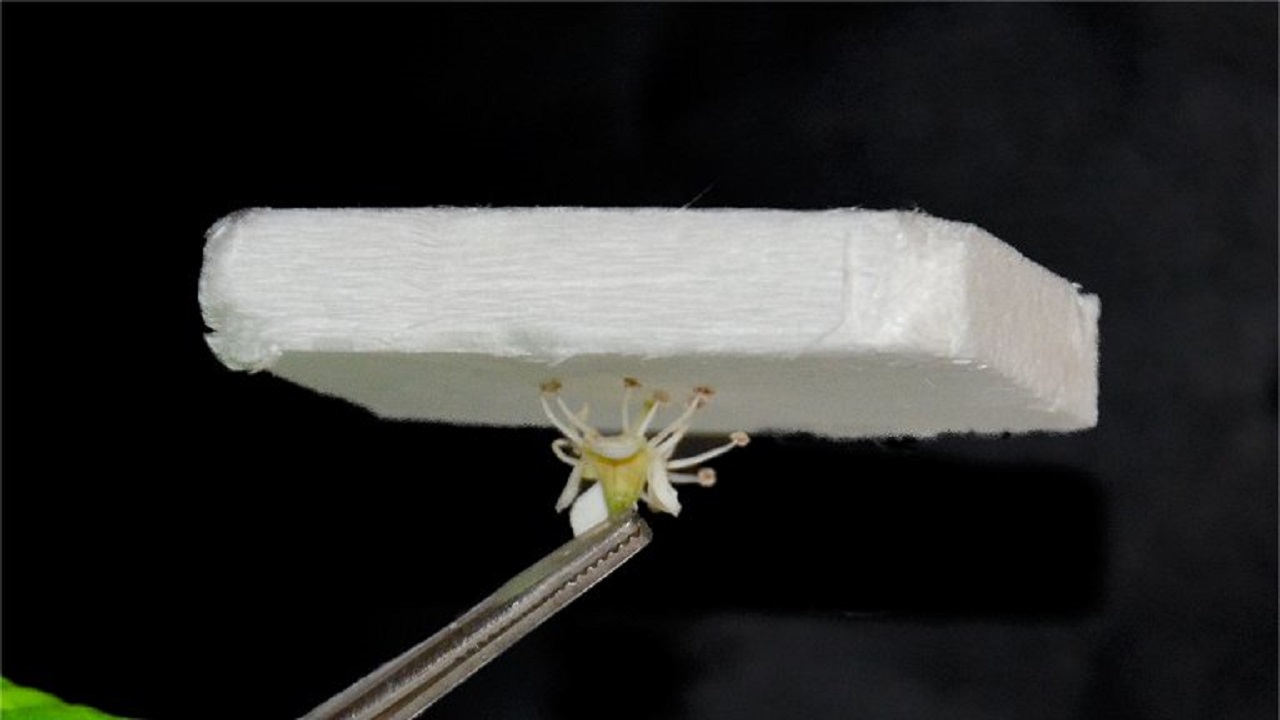 Cientistas desenvolvem isolante térmico de madeira para construção civil capaz de superar materiais à base de petróleo