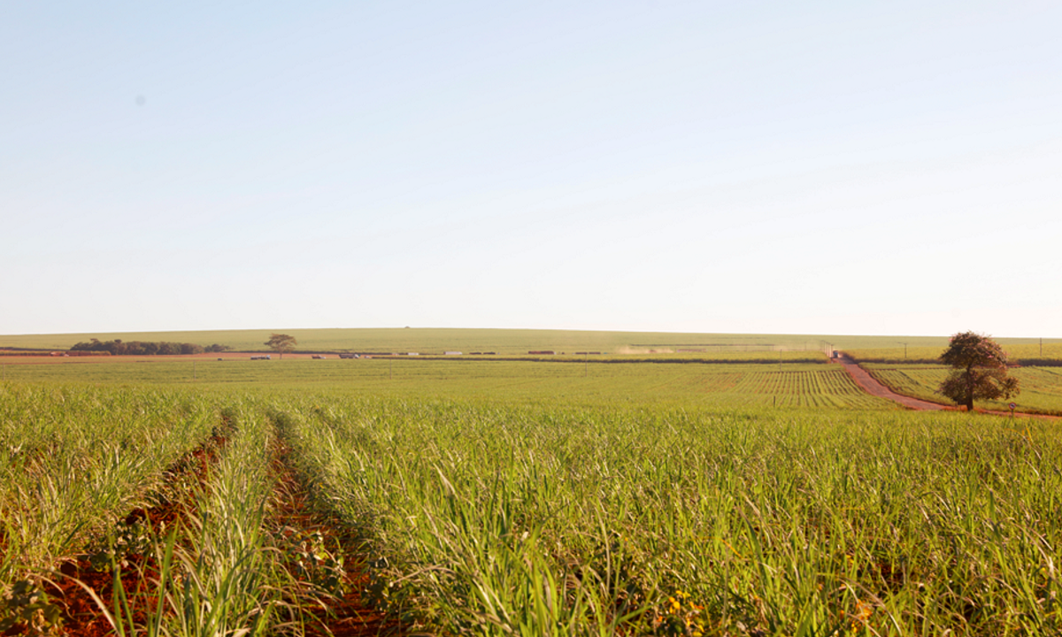 Etanol, açúcar, São Martinho