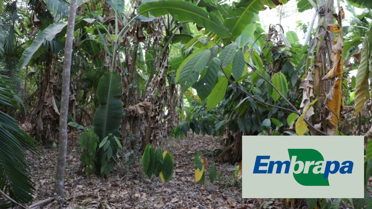 sistema agroflorestal agronegócio embrapa novela pantanal rede globo