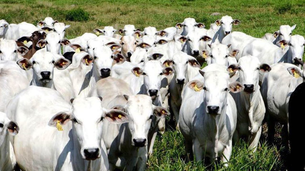 Boi Gordo: Mato Grosso é considerado líder na bovinocultura de cortes. Estado é exemplo no uso de tecnologias, relações institucionais entre entidades do agronegócio e gestão