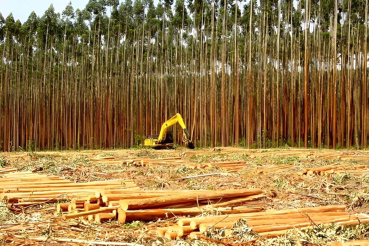 Aiko e Eldorado Brasil