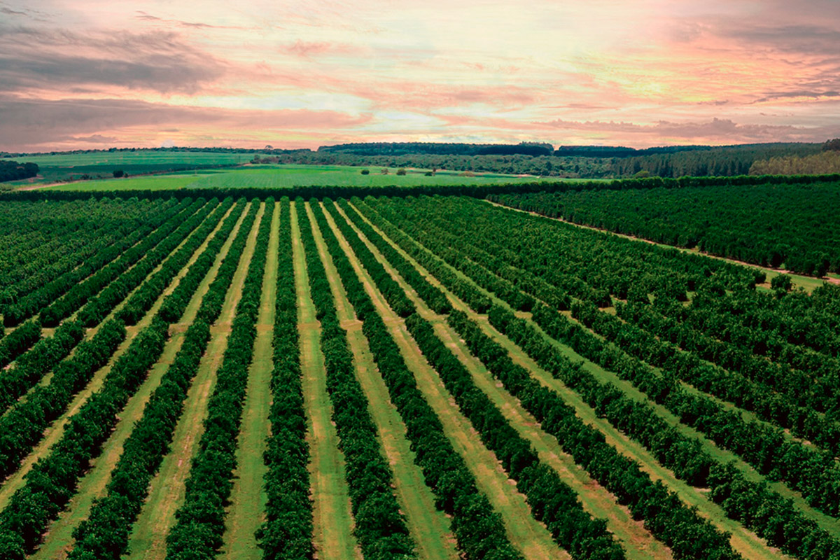 Sistema de Tecnologia Agropecuária