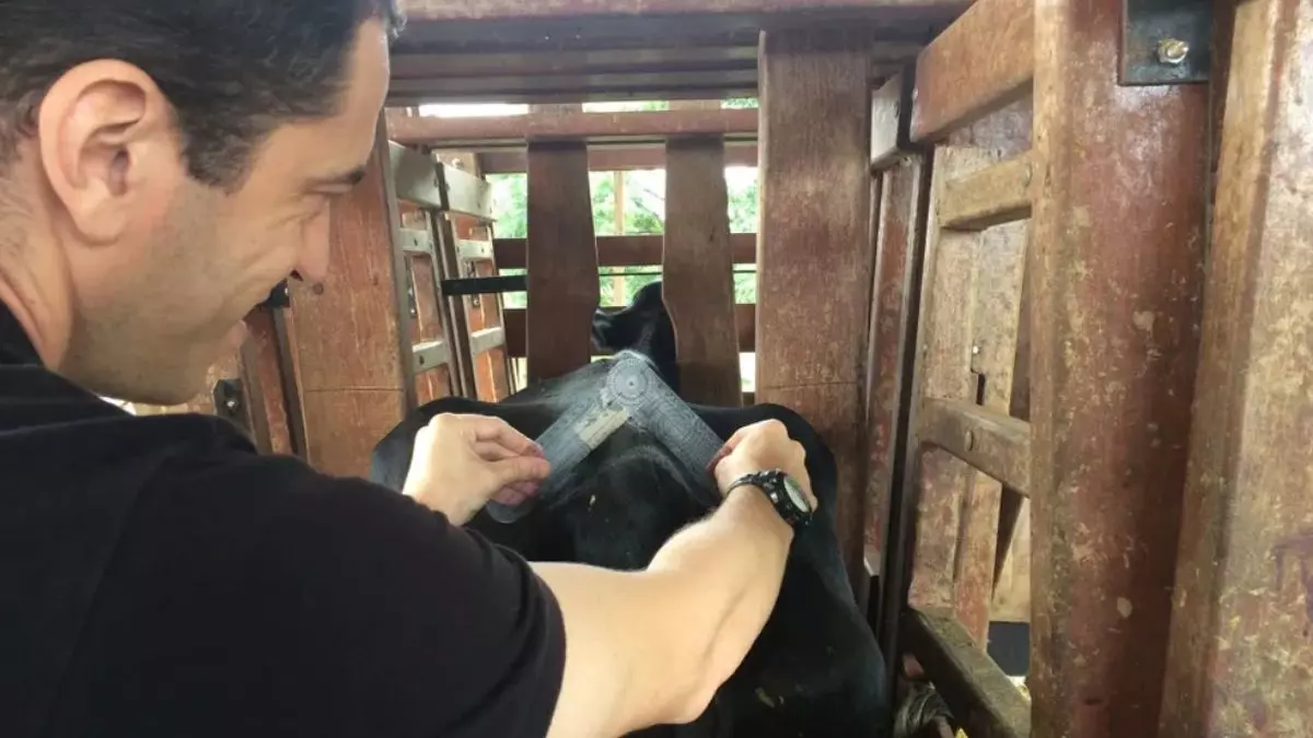 pesquisador gado tecnologia sustentável agronegócio inovação