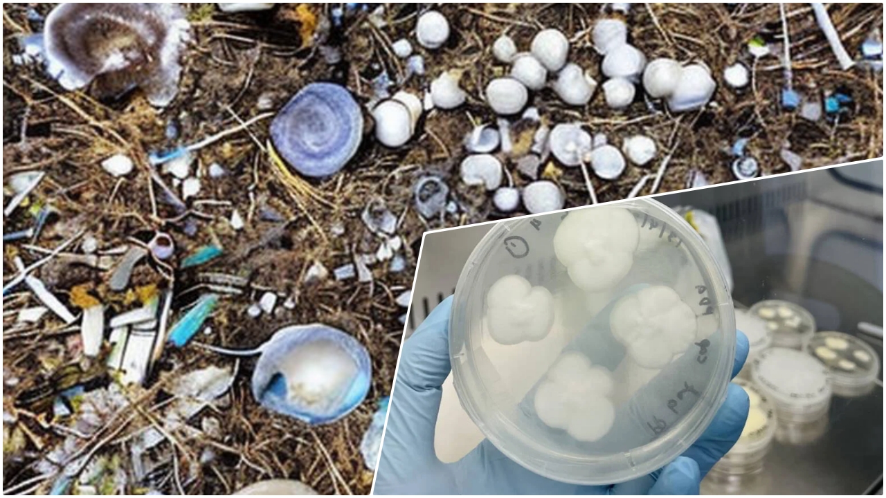 plástico - fungos - poliestireno - degradar