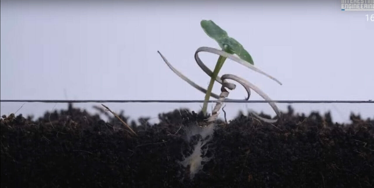 Conheça o robô de madeira que planta árvores sozinho, inovação tecnológica é pioneira em reflorestamento