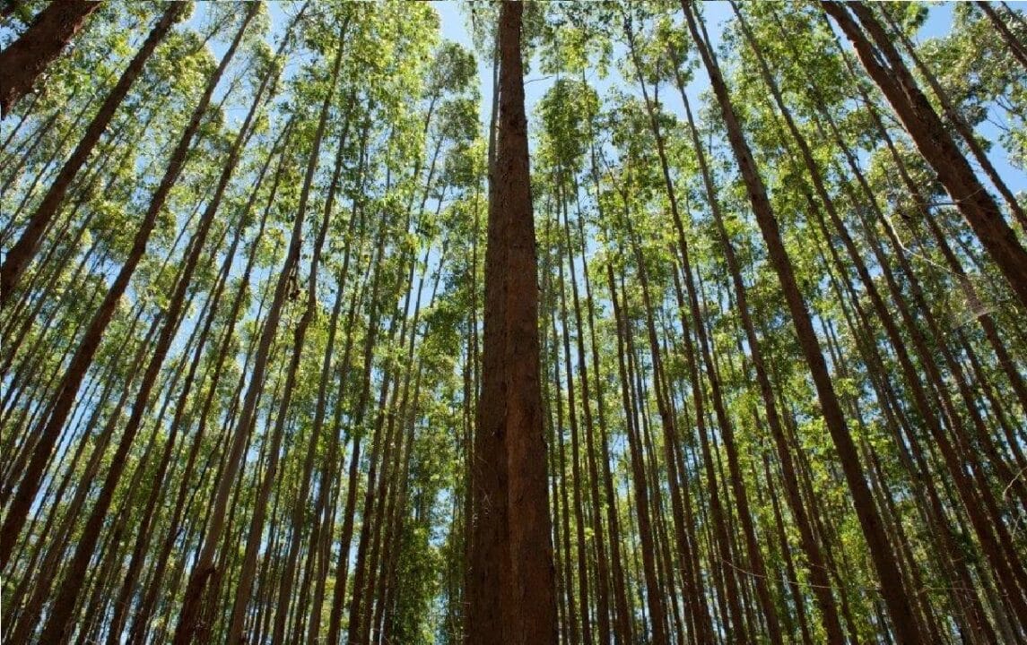 Suzano, vagas de emprego, emprego