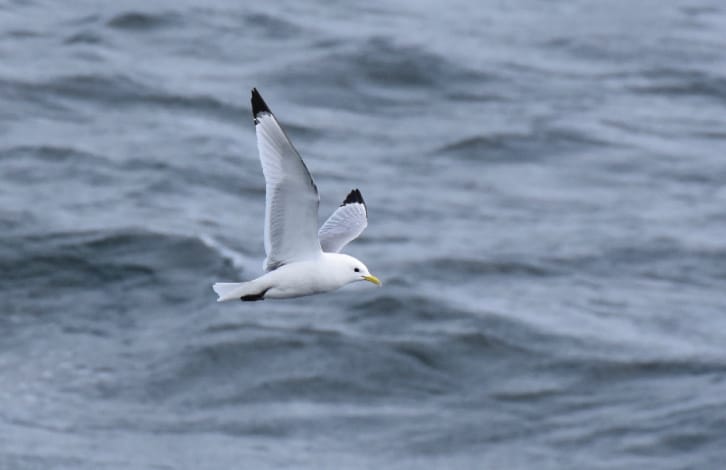 energia renovável offshore