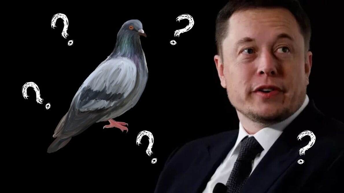 tesla- elon musk- ceo