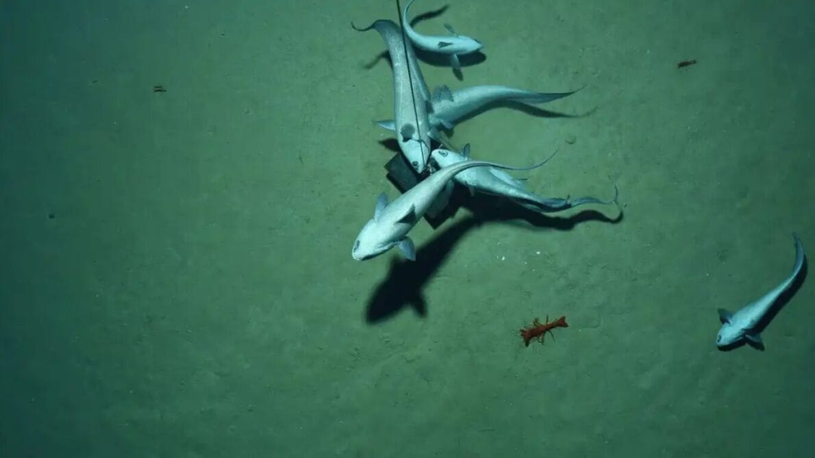 “mar”, “oxigênio”, “tecnologia”, “ciência”, “fundo do oceano”