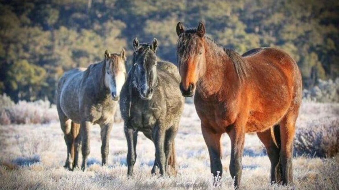 Los caballos salvajes tienen un impacto devastador sobre el medio ambiente alpino del Parque Nacional Kosciuszko. Estudios realizados por el comité científico de especies amenazadas del gobierno federal revelan que estos animales están amenazando directamente la sobrevivencia de varias especies endémicas. Contribuyen a la destrucción de hábitats, causan erosión significativa del suelo y dañan los cursos de agua, llevando a la degradación de las márgenes de los ríos y a la pérdida de vegetación nativa.
