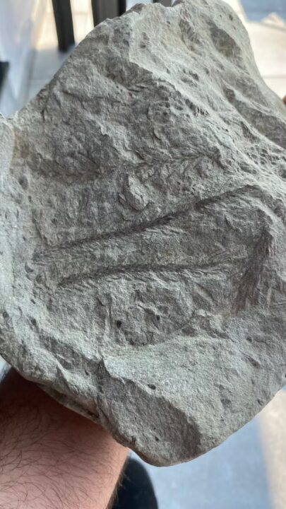 Grupo liderado por padre encuentra fósil con 270 millones de años en Brasil, vivió mucho antes del surgimiento de los árboles con flores y frutos