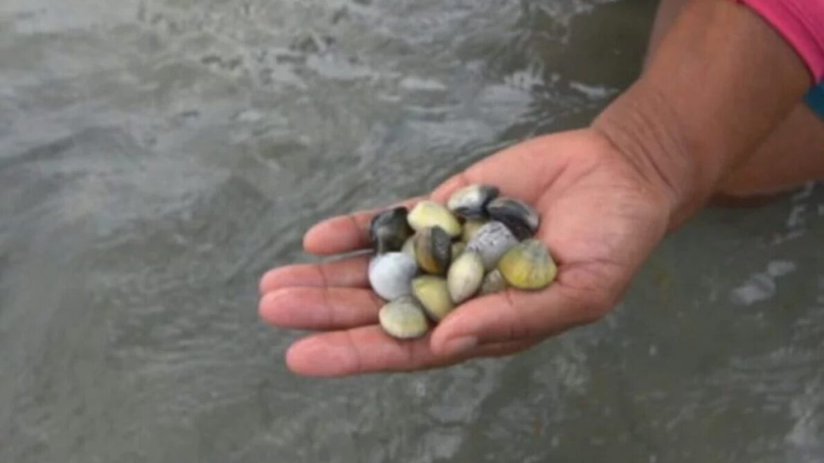 “ladrillo ecológico”, “ladrillo de conchas”, “construcción civil”