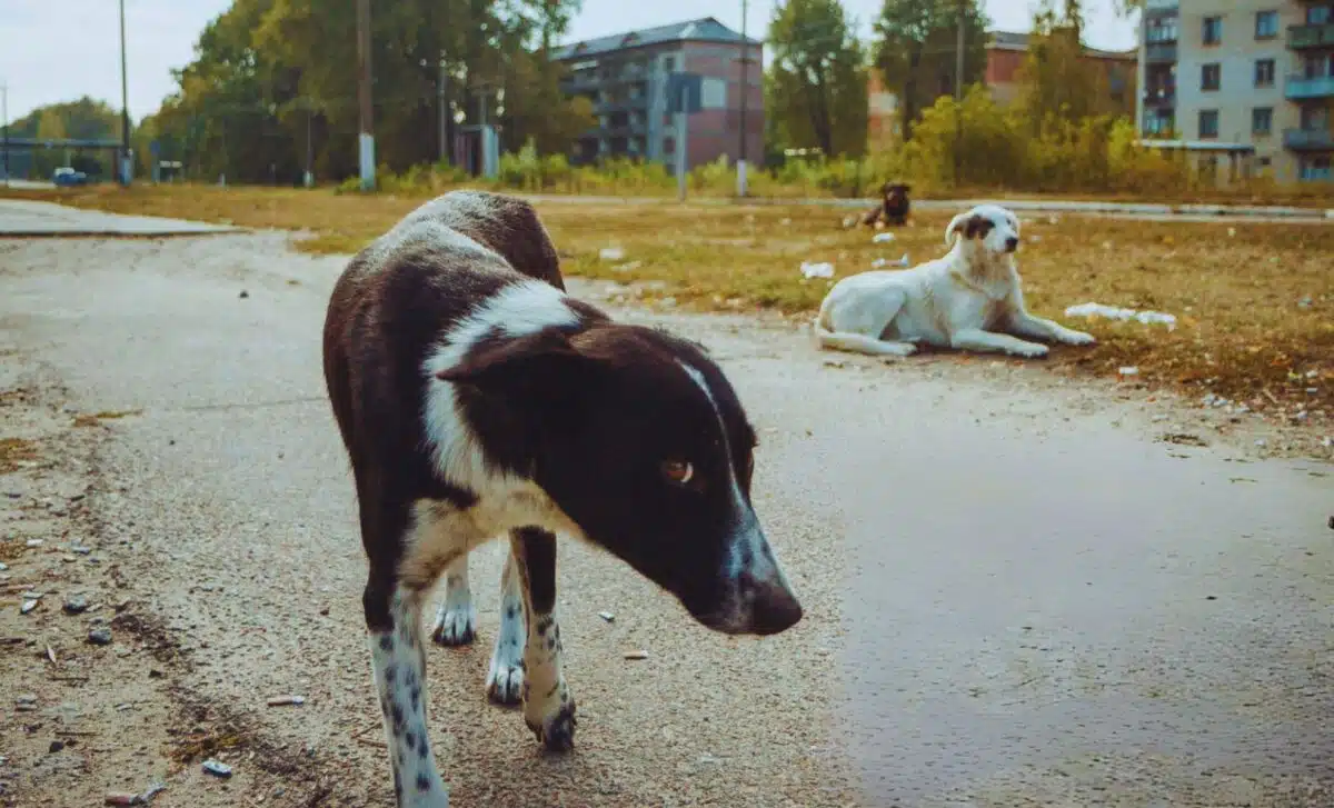 Chernobyl, cachorros