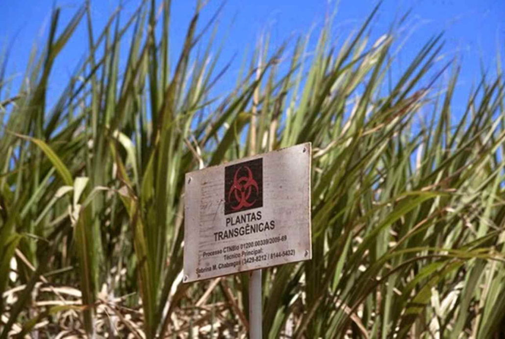 La caña de azúcar transgénica, desarrollada por el agrónomo Sizuo Matsuoka, posee una productividad de 354 toneladas por hectárea, casi el doble de la caña convencional, que produce 180 toneladas. Esta tecnología permite optimizar los 5,5 millones de hectáreas ya cultivadas en Brasil, ampliando significativamente la producción de etanol y otros derivados.
