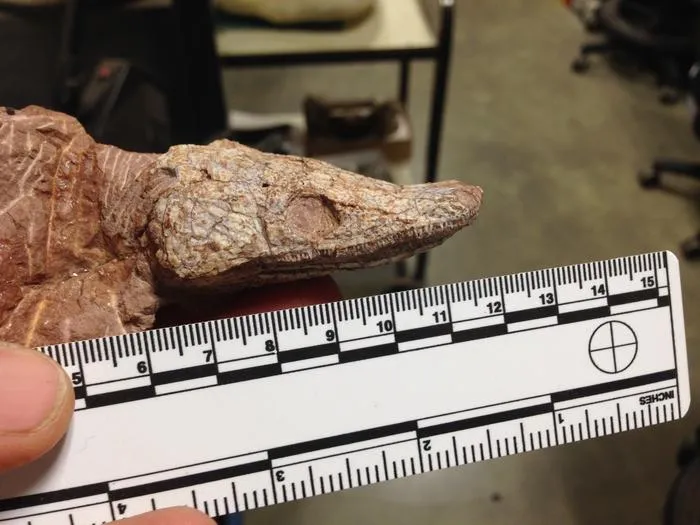 anfíbio, Paleontólogo