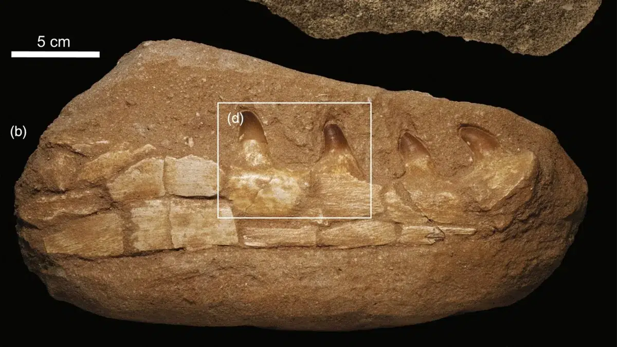 Fóssil de monstro marinho descoberto em mina de Marrocos pode ser uma farsa