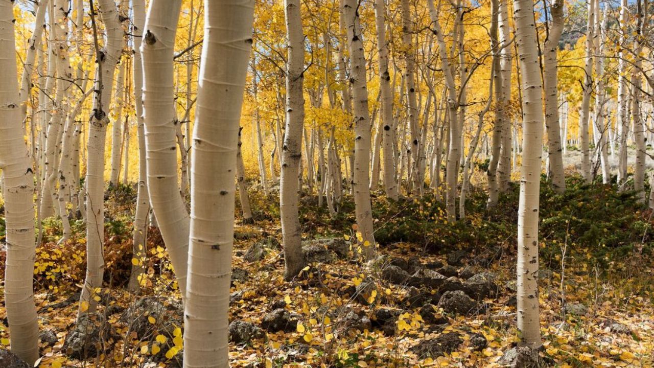 O maior organismo vivo do mundo está sendo lentamente devorado vivo