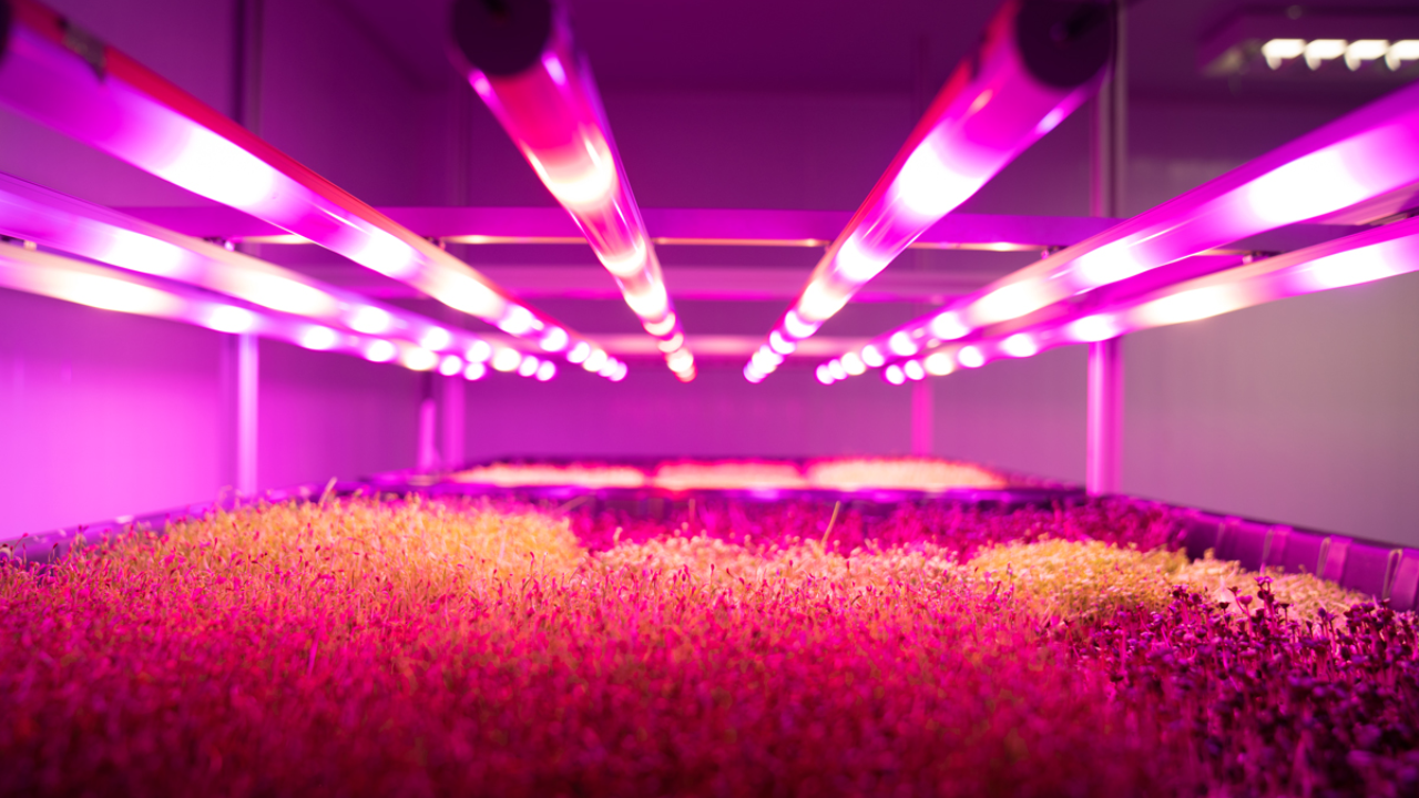 Conozca la Pink Farms, la mayor granja vertical de América Latina!