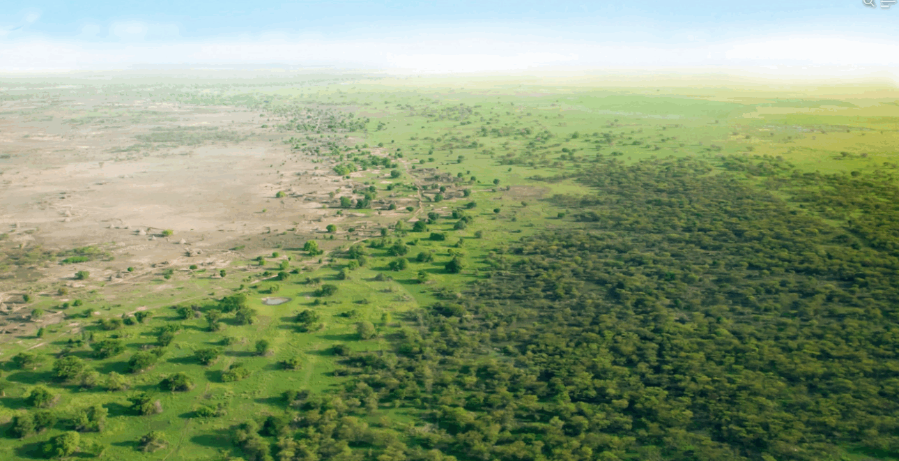 La Gran Muralla Verde es un esfuerzo increíble para frenar el avance del Desierto del Sáhara, creando una franja de vegetación que se extiende por más de 6.400 kilómetros. Funciona como una barrera viva, restaurando el suelo degradado y trayendo esperanza a millones de personas en el continente africano.
