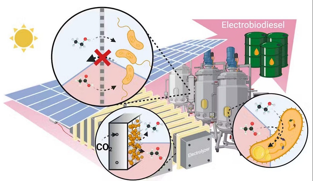 El proceso de producción del eletrobiodiésel: el CO2 capturado se transforma en moléculas útiles a través de electrocatalisis, alimentada por energía solar. Estas moléculas son convertidas por microorganismos en biocombustible, almacenado en barriles listos para usar.