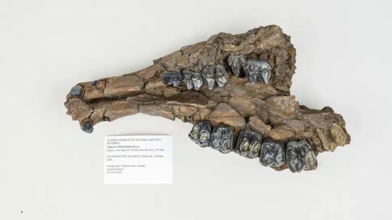 Cientistas ficam surpresos com descoberta de fóssil de 500.000 anos em sumidouro na Flórida