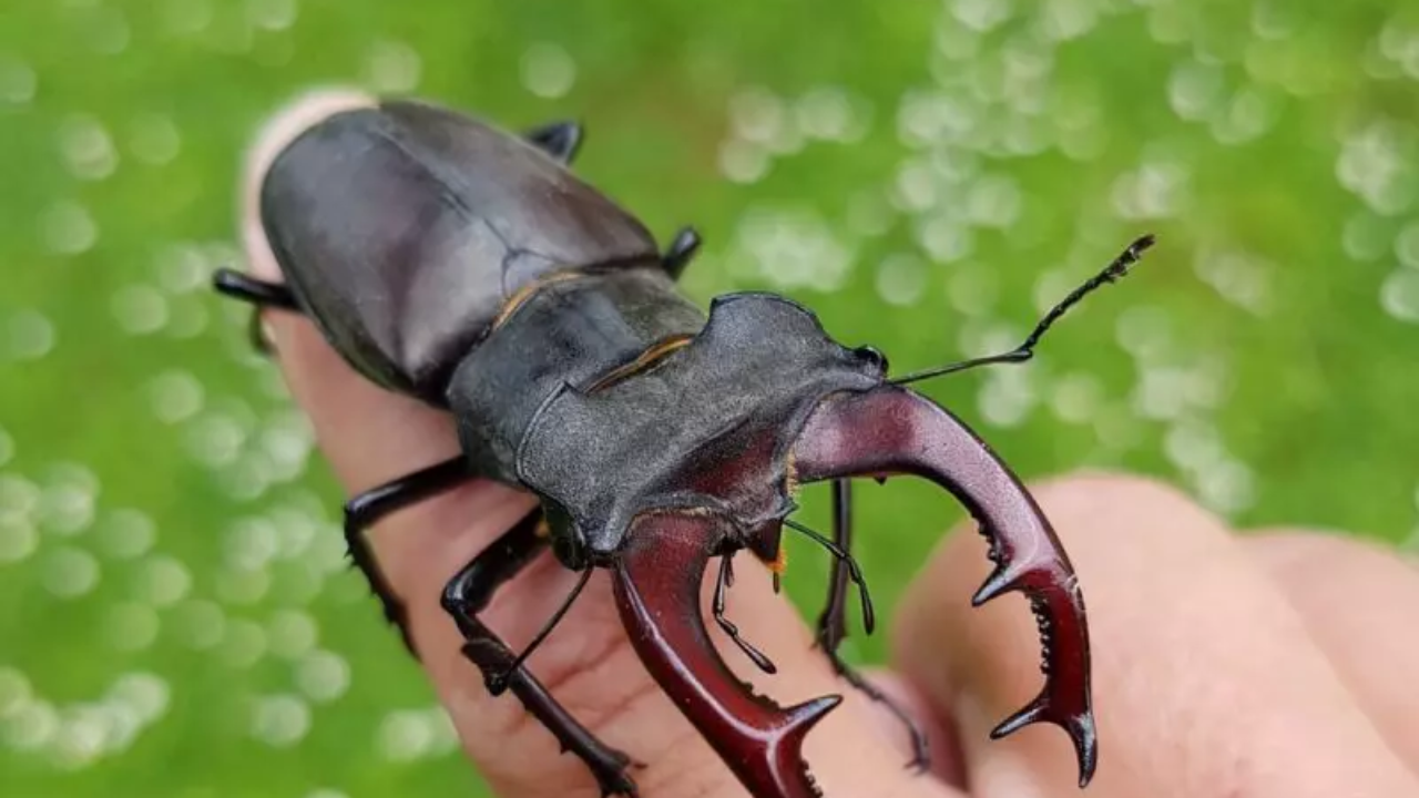 fortuna - inseto raro - besouro - dinheiro
