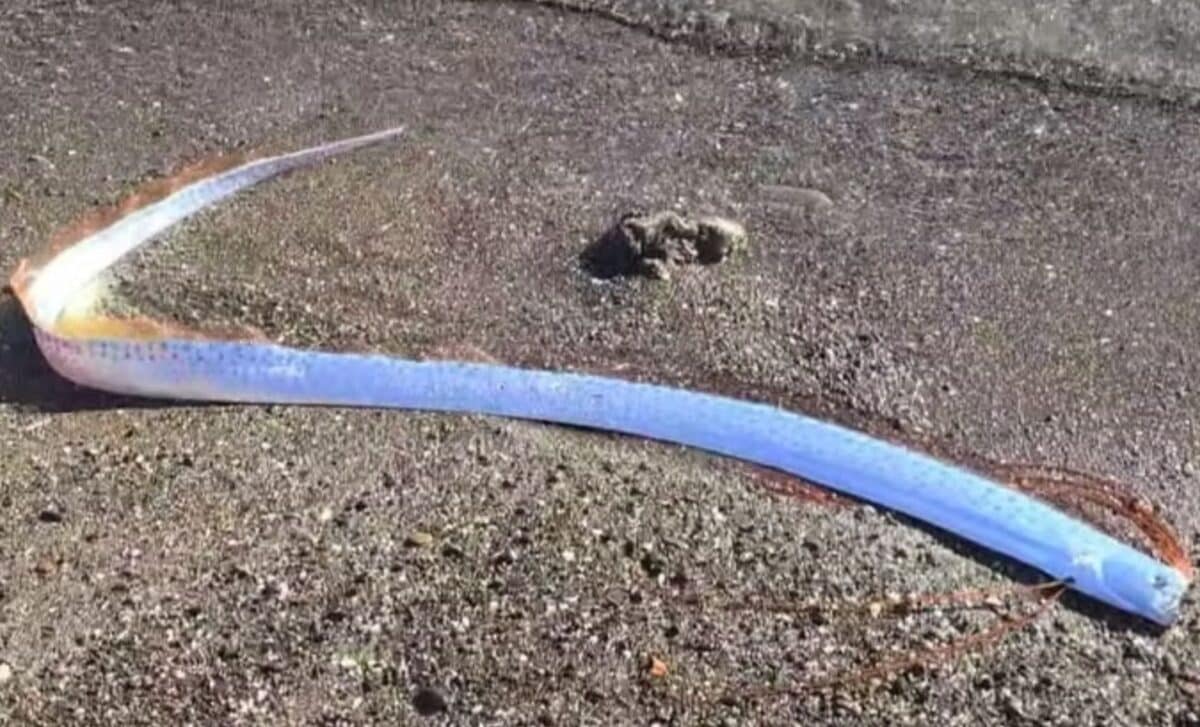 Peixe-remo, Ilhas Canárias