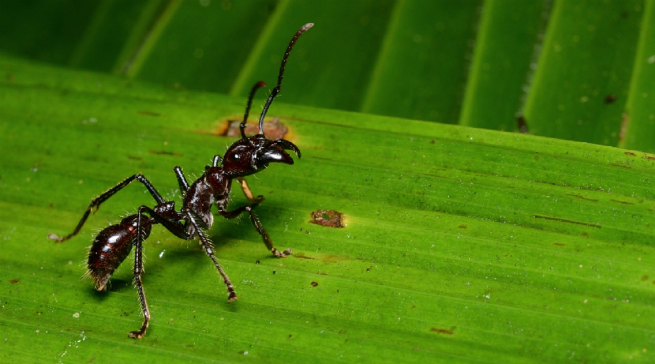 Picada mais dolorosa do mundo? Formiga Tocandira causa dor comparável a um tiro de fuzil e desafia até os mais corajosos com seu ataque devastador!