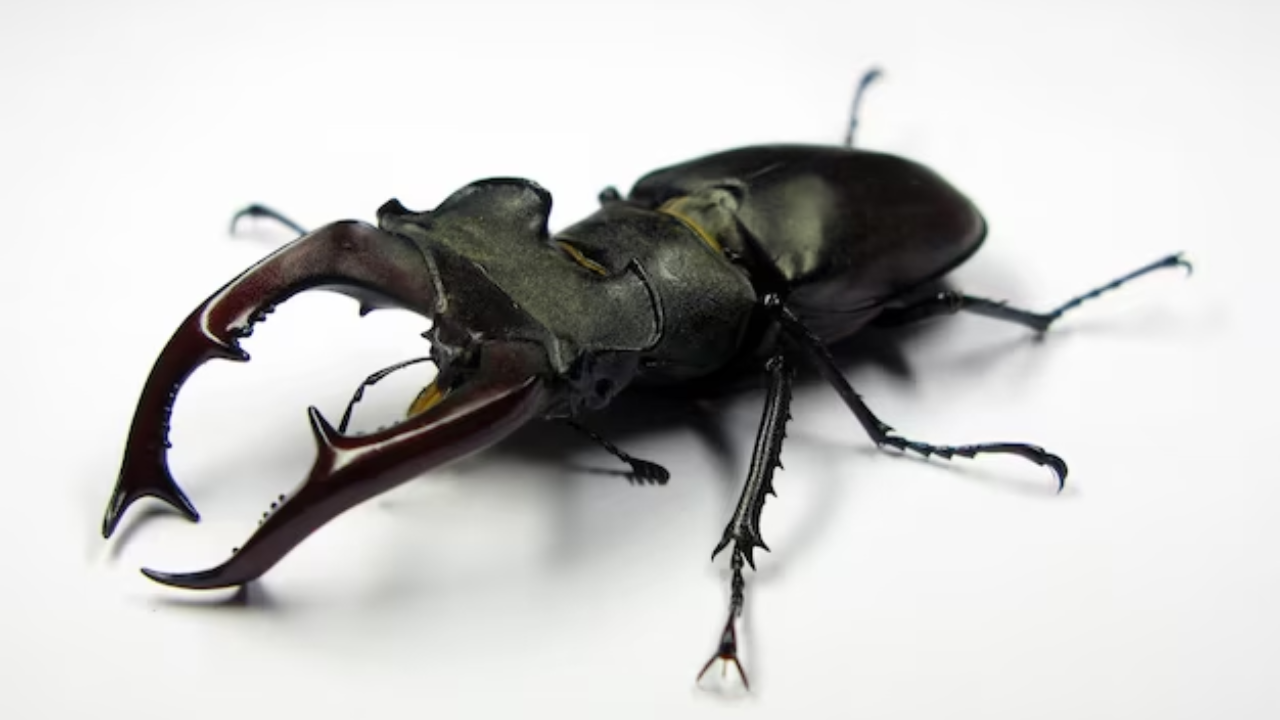 fortuna - insecto raro - escarabajo - dinero