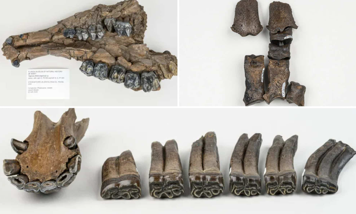 Los fósiles fueron preservados porque quedaron enterrados en un sumidero subacuático, donde la falta de oxígeno impidió la descomposición rápida. Además, los sedimentos del río ayudaron a mantener los huesos intactos durante miles de años.