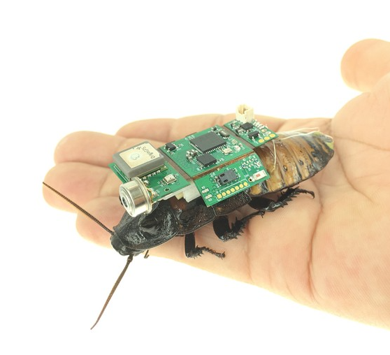 Actualmente, no hay leyes específicas que prohíban la creación de cucarachas ciborgues, ya que se utilizan para fines científicos y tecnológicos, sin causar sufrimiento significativo al insecto. Sin embargo, la bioética discute los límites de esta práctica, cuestionando hasta qué punto es aceptable modificar seres vivos para satisfacer las necesidades humanas.