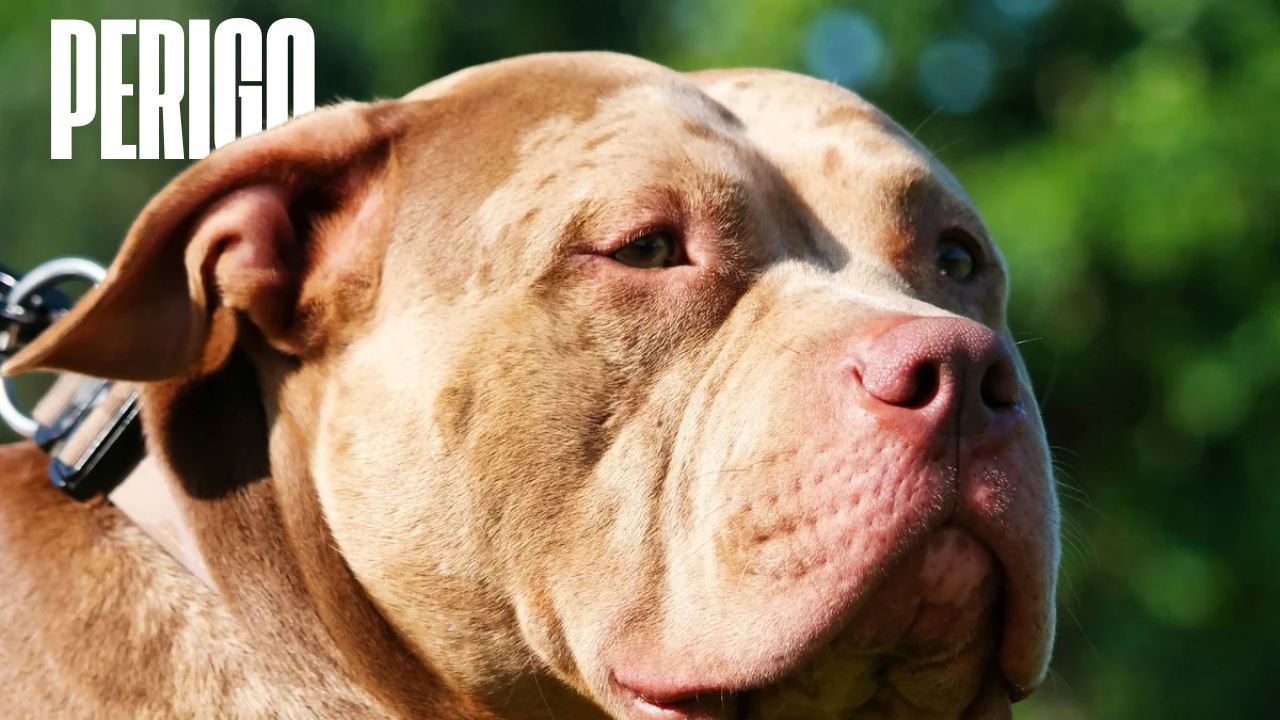 Cachorro atira no dono após pisar em arma carregada; acidente reforça alerta sobre segurança doméstica