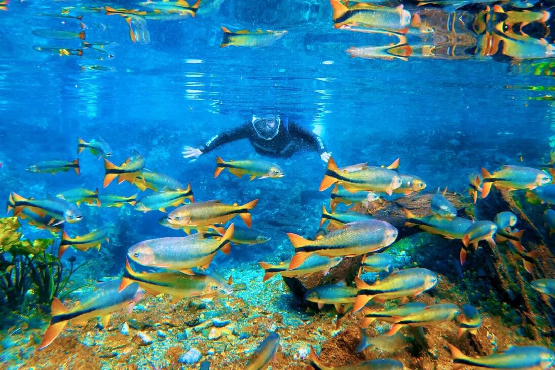 Mato Grosso do Sul crece como nunca! Con turismo increíble, calidad de vida y economía fuerte, este estado parece de otro planeta!