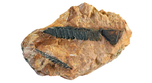 El torio puede generar energía al ser utilizado como combustible en reactores nucleares de torio, donde pasa por un proceso de transmutación en uranio-233, que, a su vez, sufre fisión nuclear, liberando calor para generar electricidad. Este método promete ser más seguro y eficiente que los reactores convencionales de uranio, produciendo menos residuos radiactivos de larga duración.