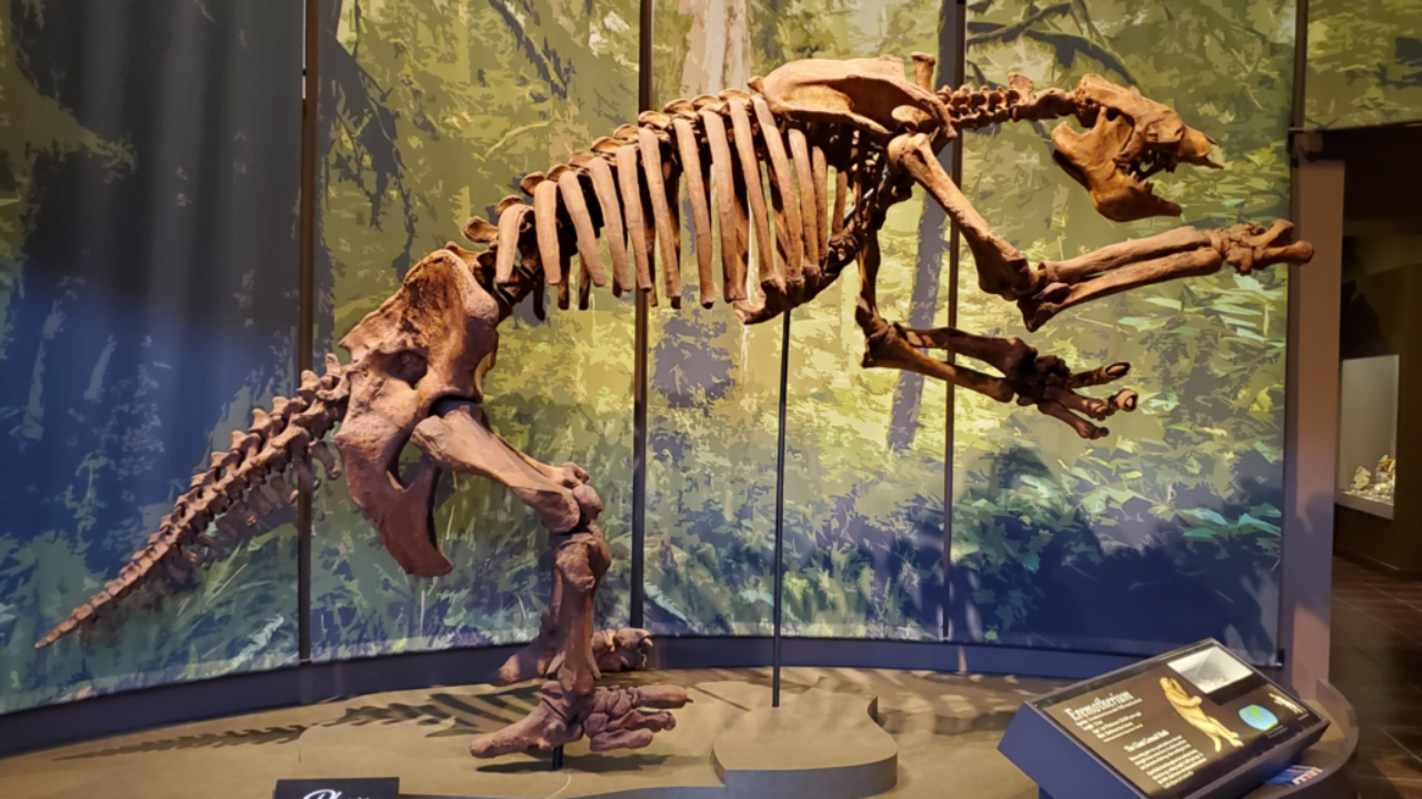 Fósil de un Eremotherium laurillardi. Fuente: Wikimedia Commons