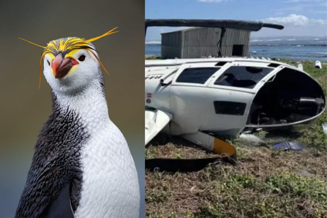 Pinguim causa queda de helicóptero na África do Sul ao escorregar de caixa e atingir controle de voo; animal e tripulantes saem ilesos, segundo relatório oficial.