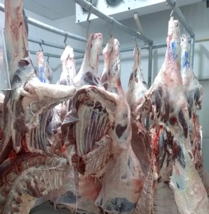 Cómo funciona la millonaria industria de carne de búfalo en India