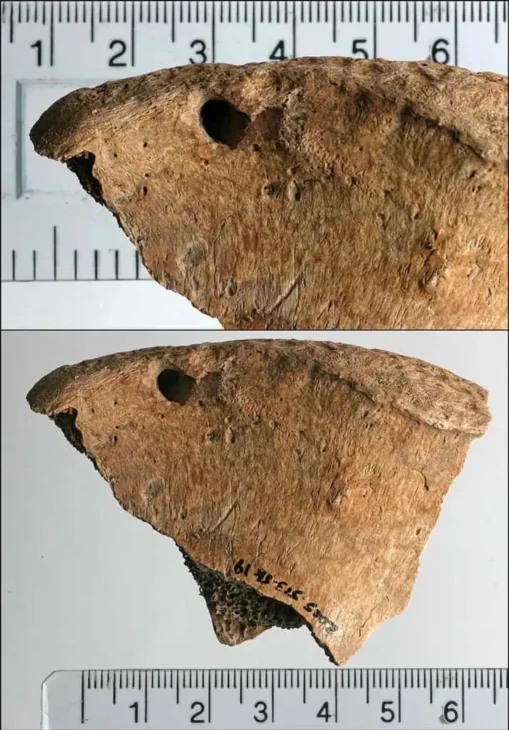 Gladiador romano, León, Imperio romano