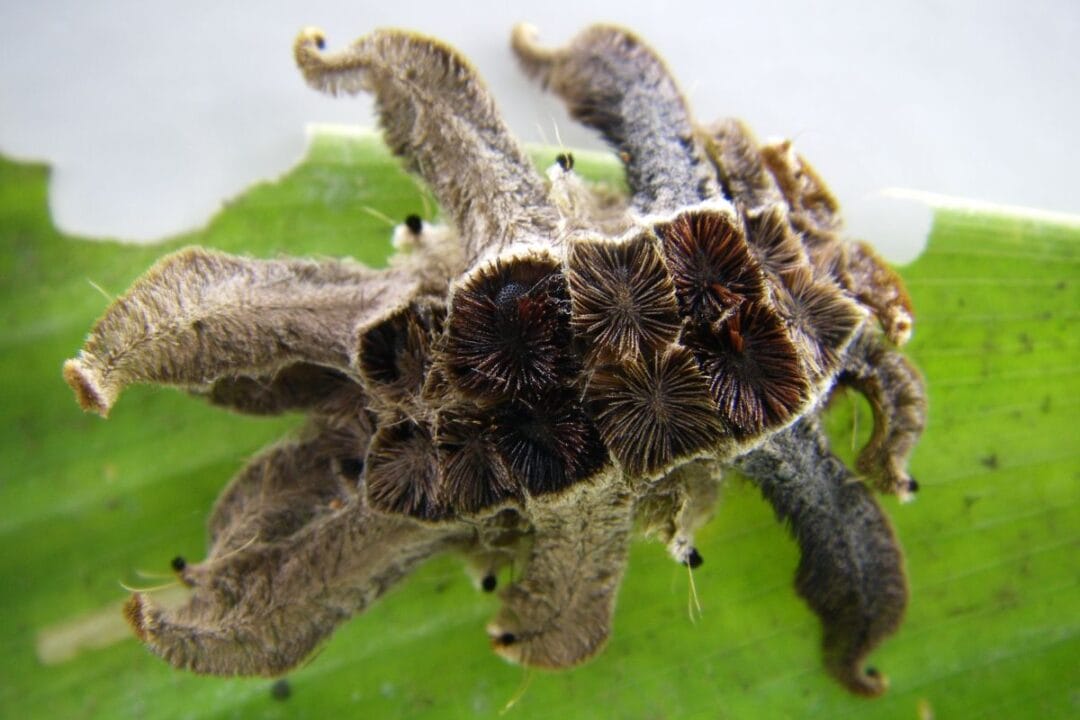 Inseto misterioso intriga moradores de Piracicaba e impressiona biólogos com forma exótica