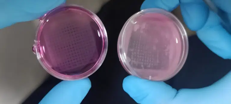 Piel humana, piel realista, Pruebas, Células vivas