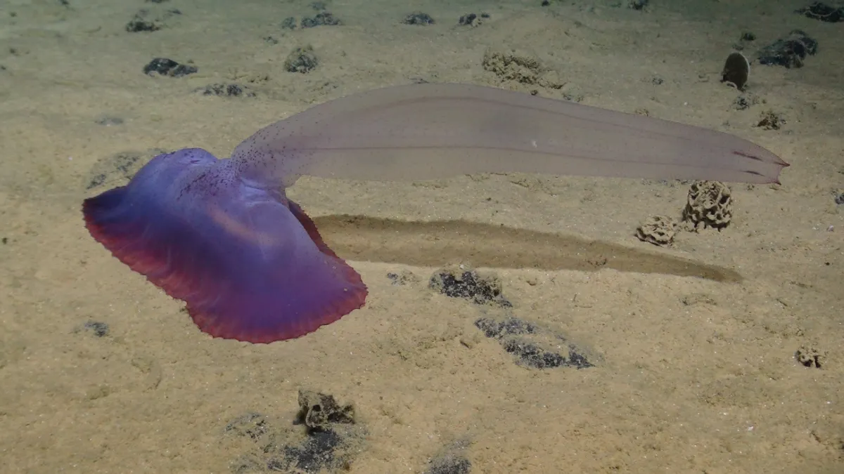 mineração em alto-mar