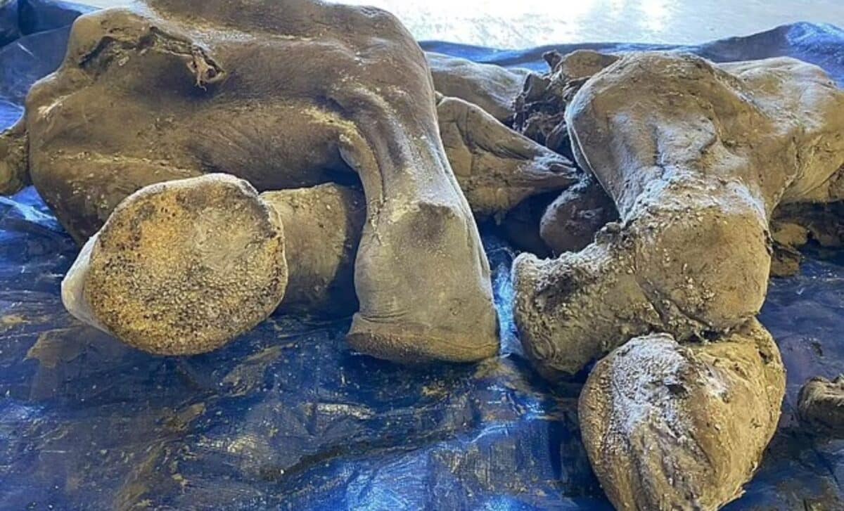 Mamute, Filhote, Filhote de Mamute