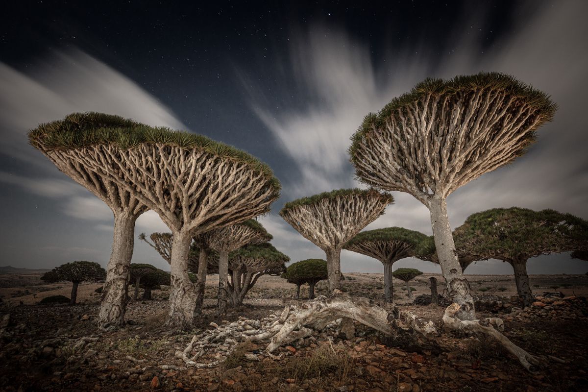Socotra: a ilha que parece de outro planeta! 👽 Descubra suas árvores 'sangue de dragão', biodiversidade única e os perigos que enfrenta