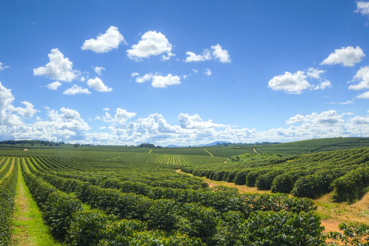 Ipanema Coffees e a busca pela maior fazenda de café do mund